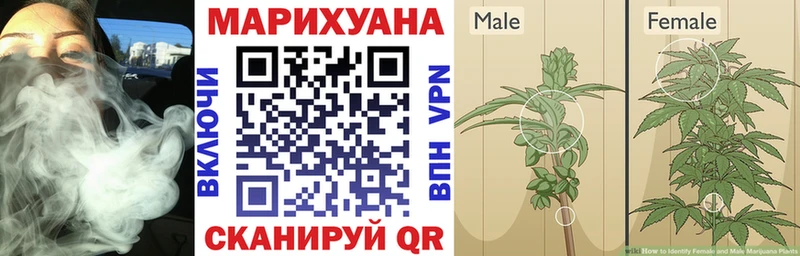 Бошки марихуана VHQ  Ленинск-Кузнецкий 